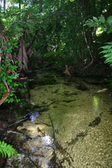 frazer island rainforest creek photo