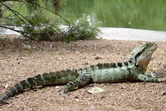 a very large lizard on Frasier Island