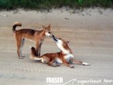 Dingo's One Day Fraser Island Tour