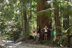 Fraser Island Adventure Tour - Creek Palm