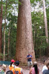 Fraser Island Tour - Rainforest - Large Tree - Sunset Safaris