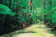 fraser island rainforest creek