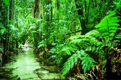 Fraser Island Rainforest Creek