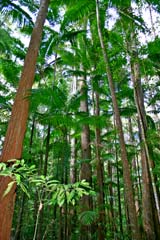 Rainforest Trees Fraser Island