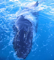 Whale Watch Tours Hervey Bay