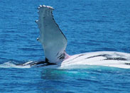 Harvey Bay Whale Watching Tours