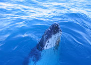 Hervey Bay Whale Watching Tours