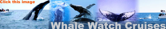 Click image for Whale Watching Hervey Bay