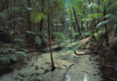 Fraser Island Creek flowing through the Rainforest - Click for larger image