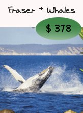 Kingfisher Bay Resort - Packages - Fraser plus Whales - Click for more details