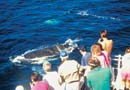 Click for larger look at Humpback Whales with Kingfisher Bay Resort