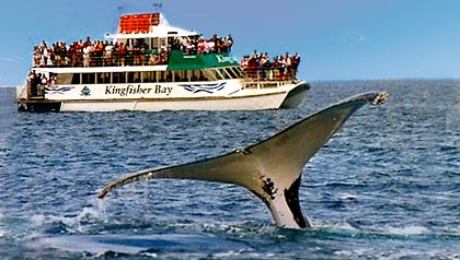 Kingfisher Bay Resort - whale Watching Vessel